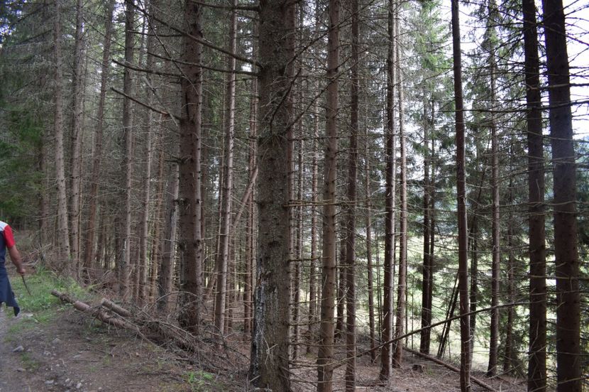  - 2017 - Obarsia Lotrului - prima zi