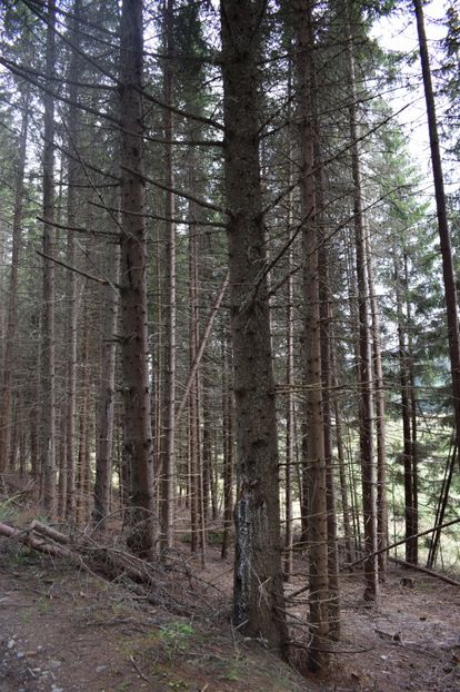  - 2017 - Obarsia Lotrului - prima zi