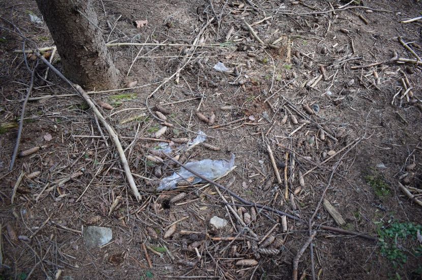  - 2017 - Obarsia Lotrului - prima zi