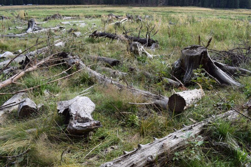  - 2017 - Obarsia Lotrului - prima zi
