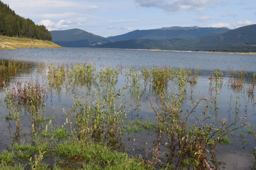  - 2017 - Obarsia Lotrului - prima zi