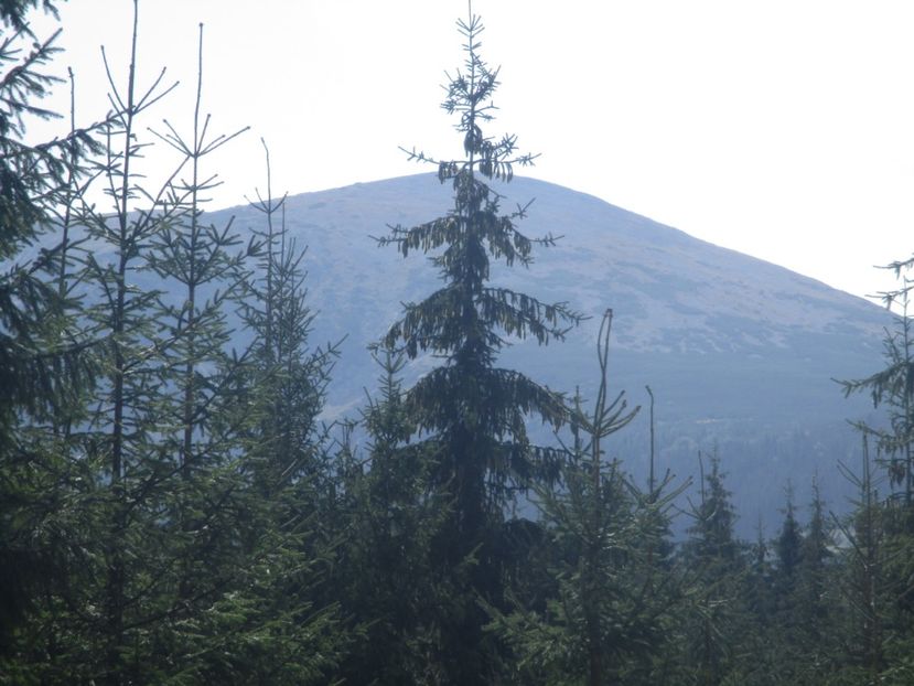  - 2017 - Obarsia Lotrului - prima zi