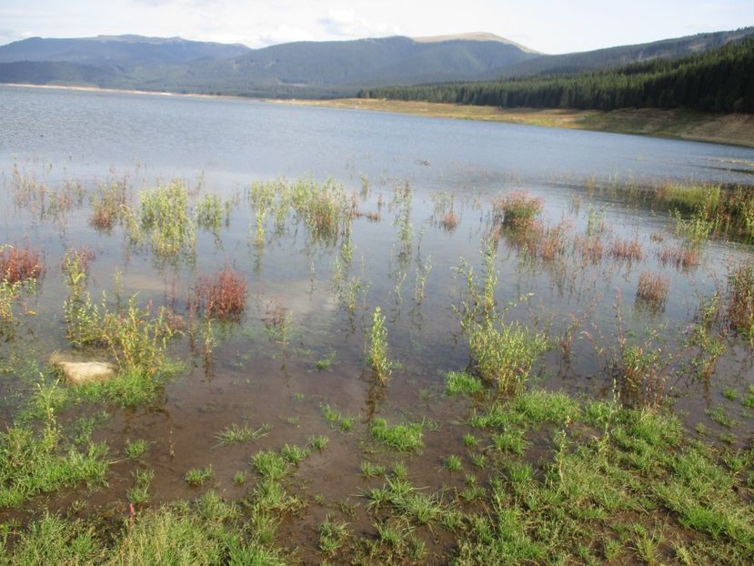  - 2017 - Obarsia Lotrului - prima zi