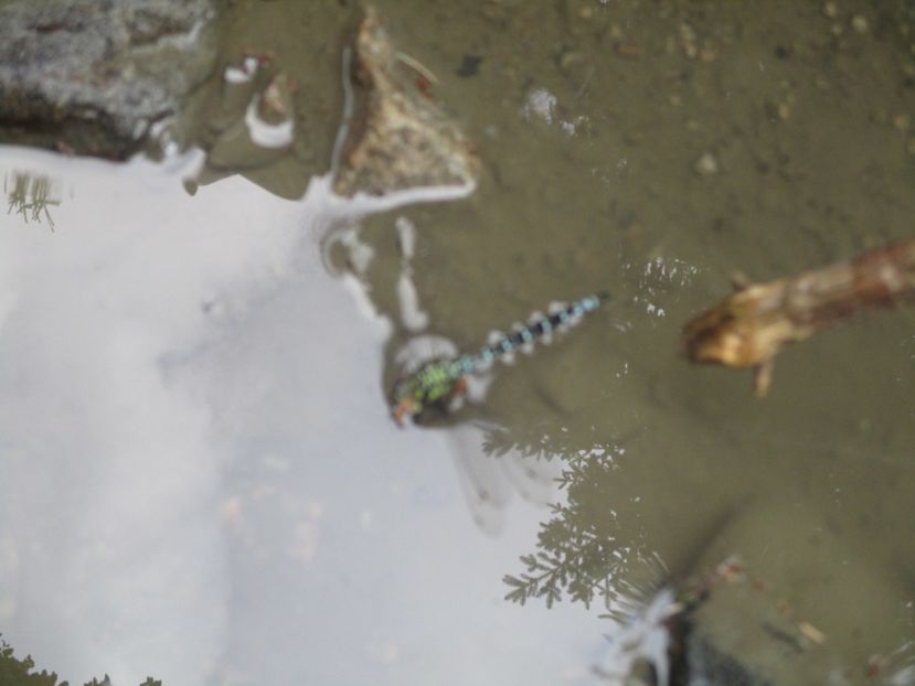  - 2017 - Obarsia Lotrului - prima zi