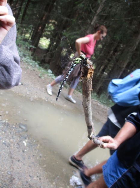  - 2017 - Obarsia Lotrului - prima zi