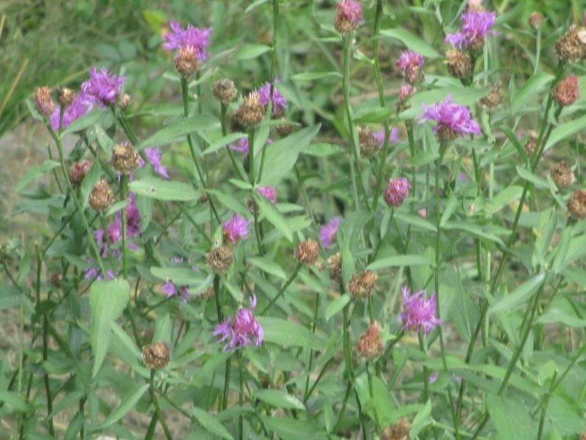  - 2017 - Obarsia Lotrului - prima zi