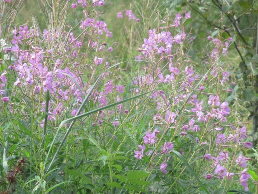  - 2017 - Obarsia Lotrului - prima zi