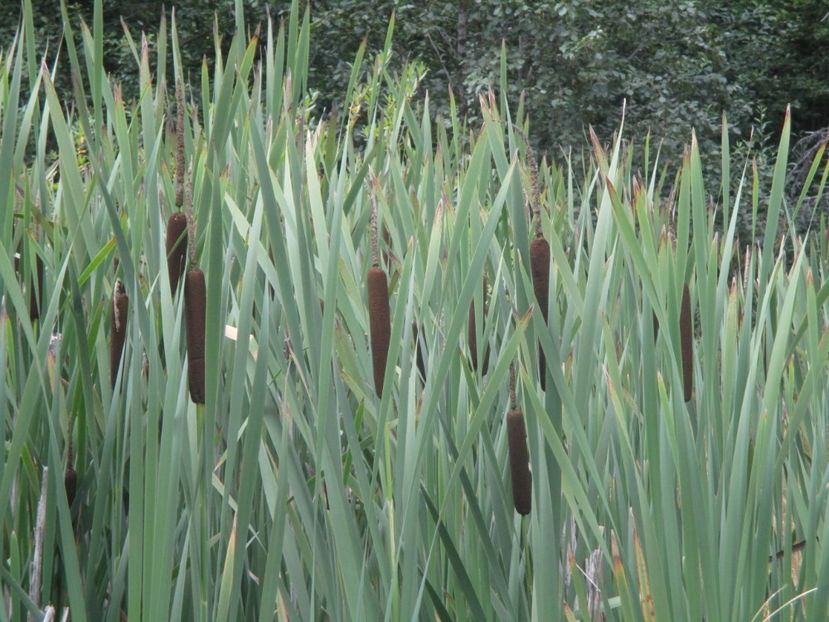  - 2017 - Obarsia Lotrului - prima zi