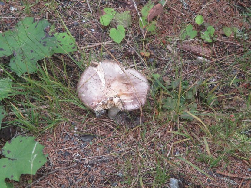  - 2017 - Obarsia Lotrului - prima zi