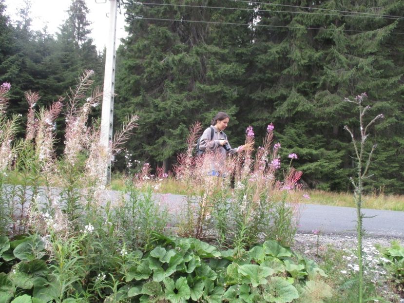  - 2017 - Obarsia Lotrului - prima zi