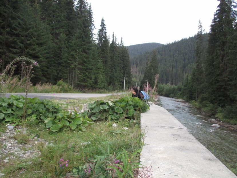 - 2017 - Obarsia Lotrului - prima zi