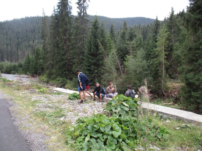  - 2017 - Obarsia Lotrului - prima zi