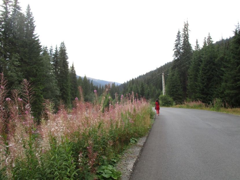  - 2017 - Obarsia Lotrului - prima zi