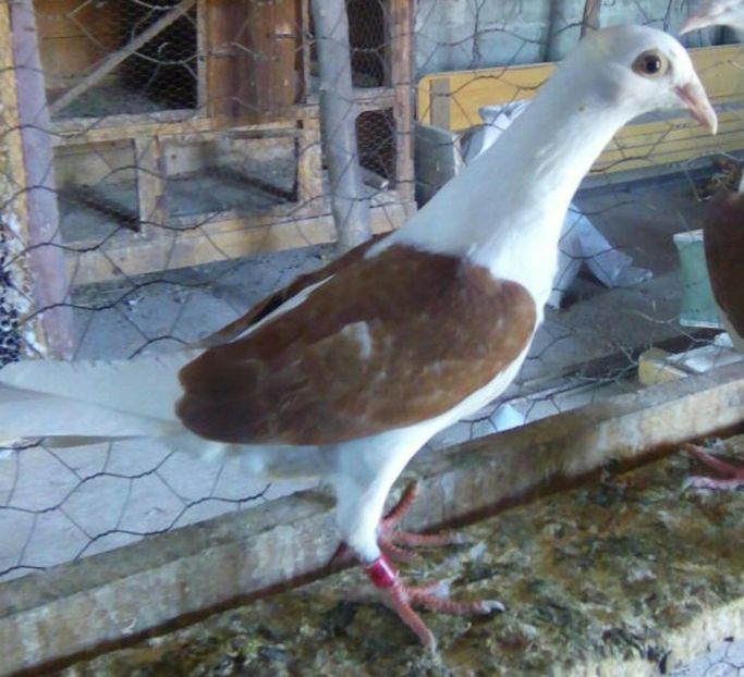 Pui 2017-832....-Targoviste - Porumbei vanduti