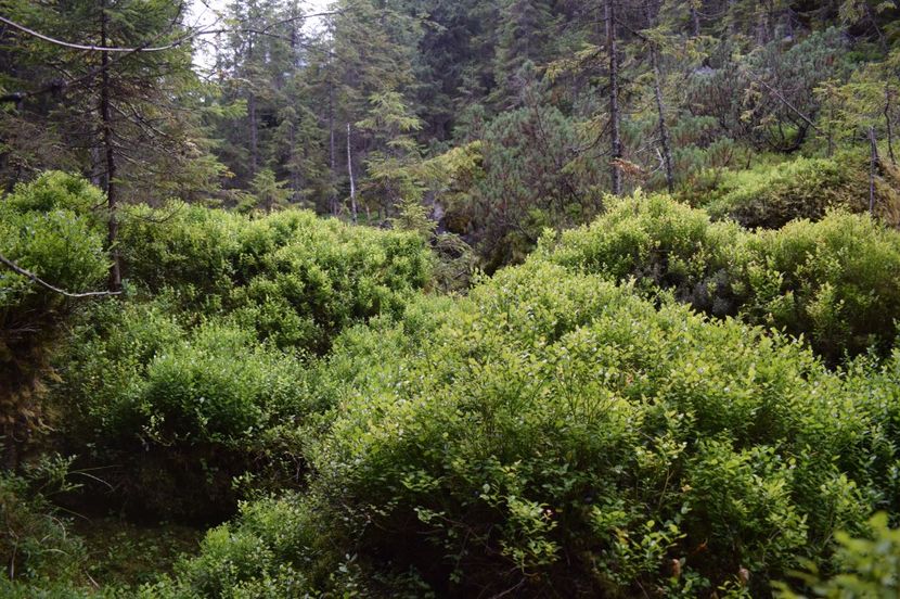  - 2017 -Obarsia Lotrului - a doua zi - traseul cu Refugiul Agatat