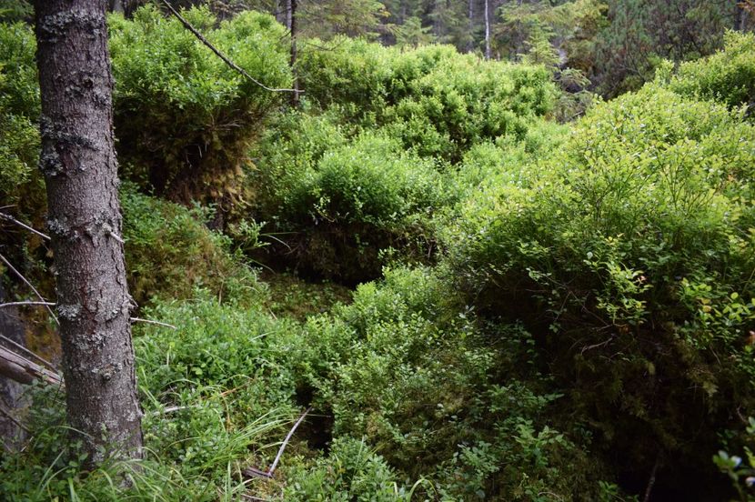  - 2017 -Obarsia Lotrului - a doua zi - traseul cu Refugiul Agatat