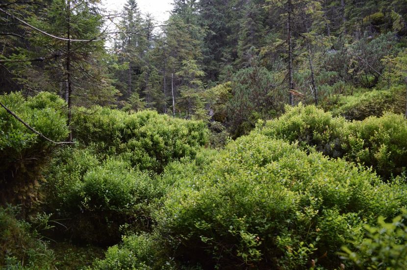  - 2017 -Obarsia Lotrului - a doua zi - traseul cu Refugiul Agatat