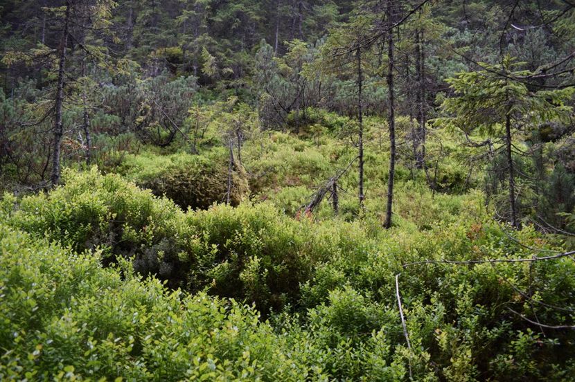  - 2017 -Obarsia Lotrului - a doua zi - traseul cu Refugiul Agatat
