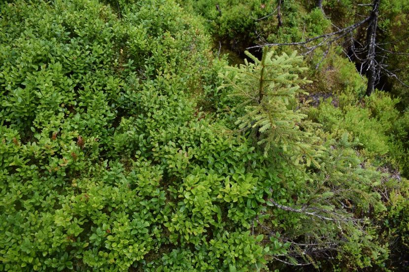  - 2017 -Obarsia Lotrului - a doua zi - traseul cu Refugiul Agatat