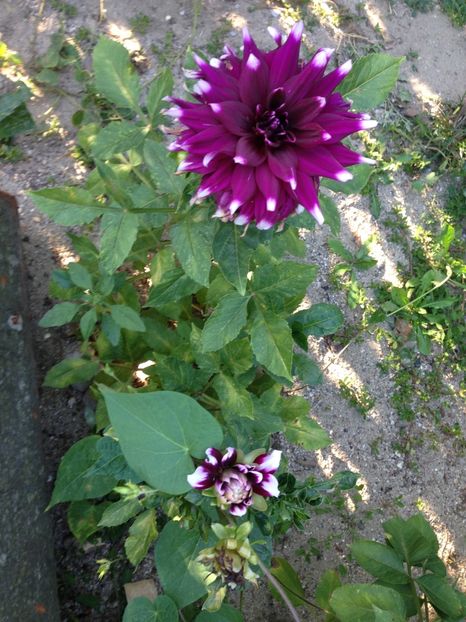  - FLORILE MELE 2017