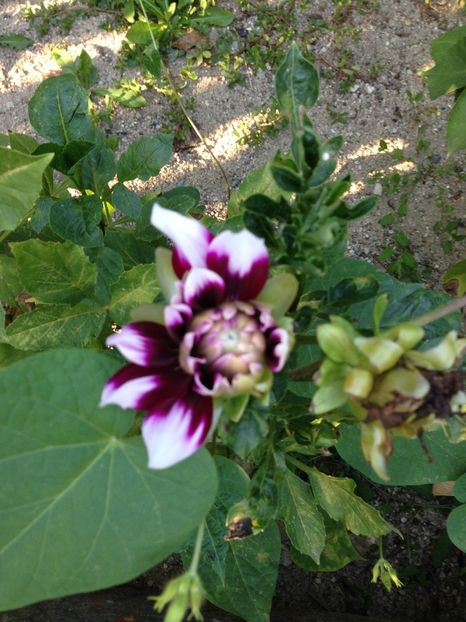 - FLORILE MELE 2017