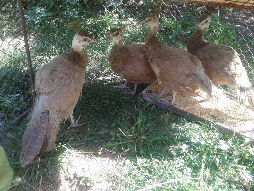 21277584_1963975010547844_708419536_o - AA- Pauni violet