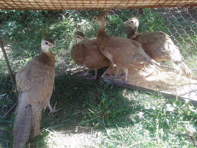 21277992_1963975157214496_26282355_o - AA- Pauni violet