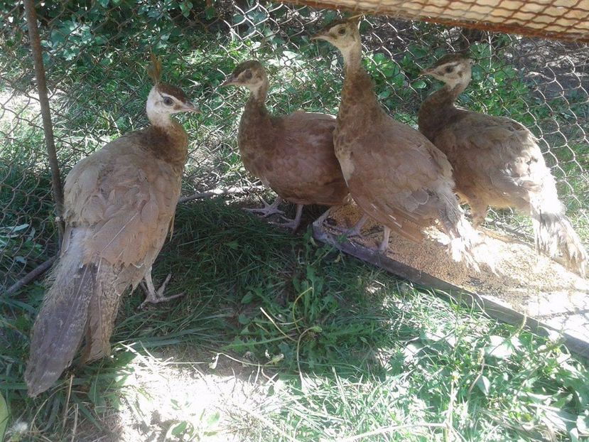 21284731_1963975163881162_1655963173_o - AA- Pauni violet