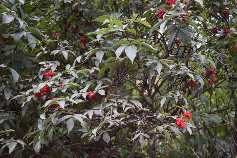  - 2017 -Obarsia Lotrului - a doua zi - traseul cu Refugiul Agatat