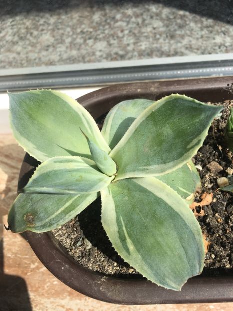 Agave potatorum marginata - Agave 2017