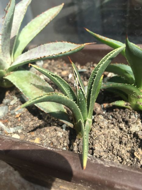 Agave filifera - Agave 2017