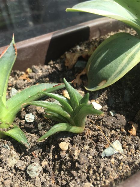 Agave pumila nana - Agave 2017
