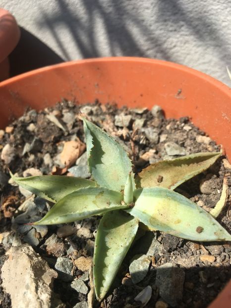 Agave kissho khan mediopicta creamy yellow - Agave 2017