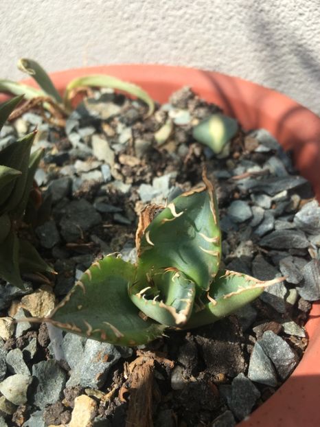 Agave Titanoa marginata genryu kifikurin - Agave 2017