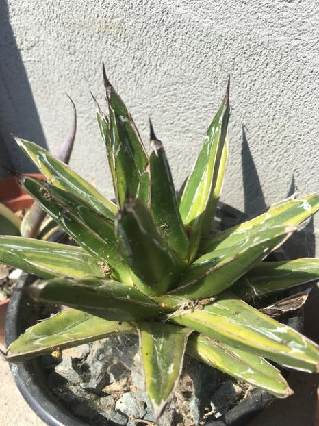 Agave victoria reginae kizan - Agave 2017