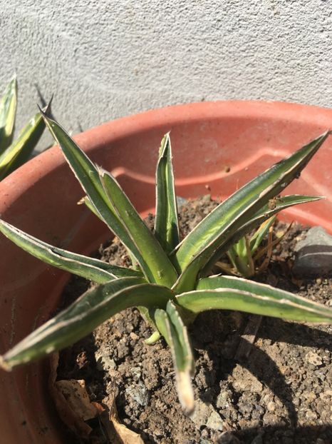 Agave victoria reginae mediopicta aurea - Agave 2017