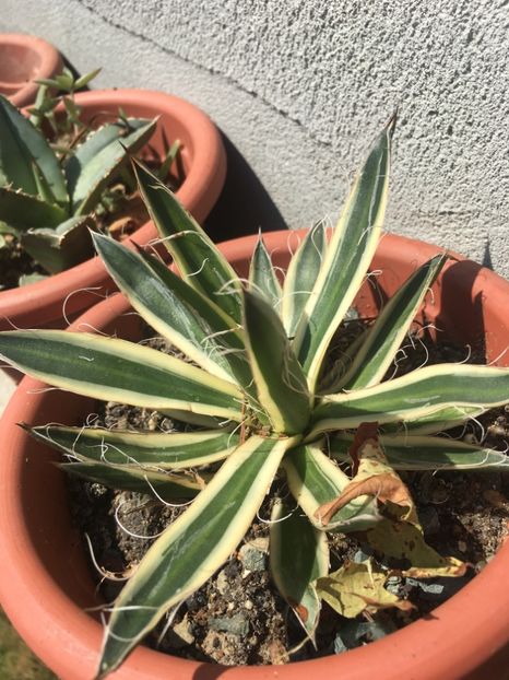 Agave schidigera shira ito no ohi - Agave 2017