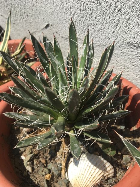 Agave toumeyana var bella - Agave 2017