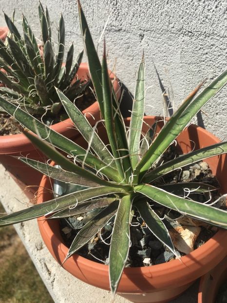 Agave shidigera banded - Agave 2017