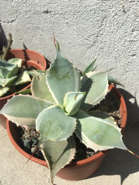 Agave potatorum  blue wind - Agave 2017