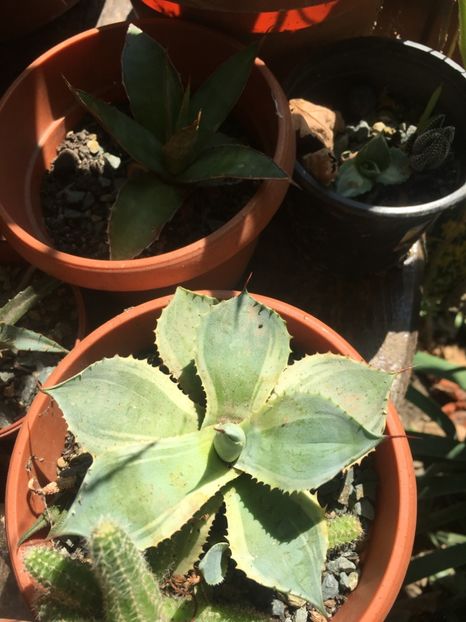 Agave potatorum tradewind - Agave 2017