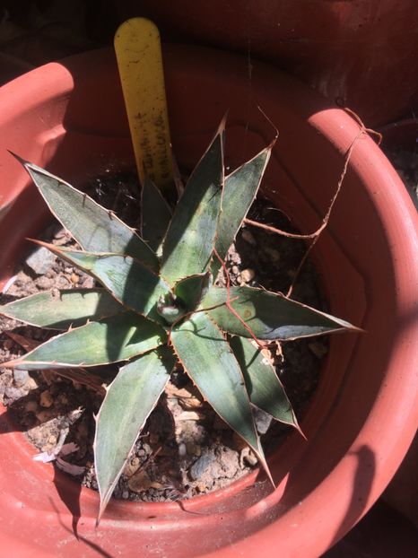 Agave funckiana - Agave 2017