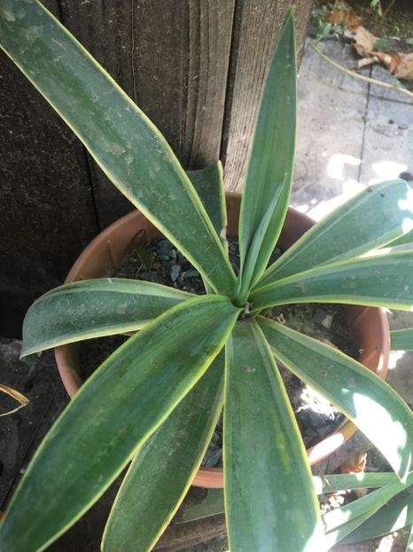 Agave desmetianaa - Agave 2017