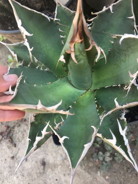 Agave tiitanoa - Agave 2017