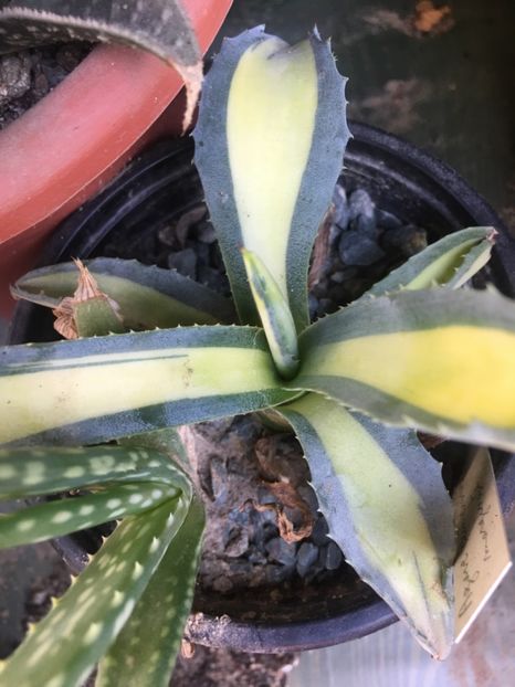 Agave mediopicta aurea - Agave 2017