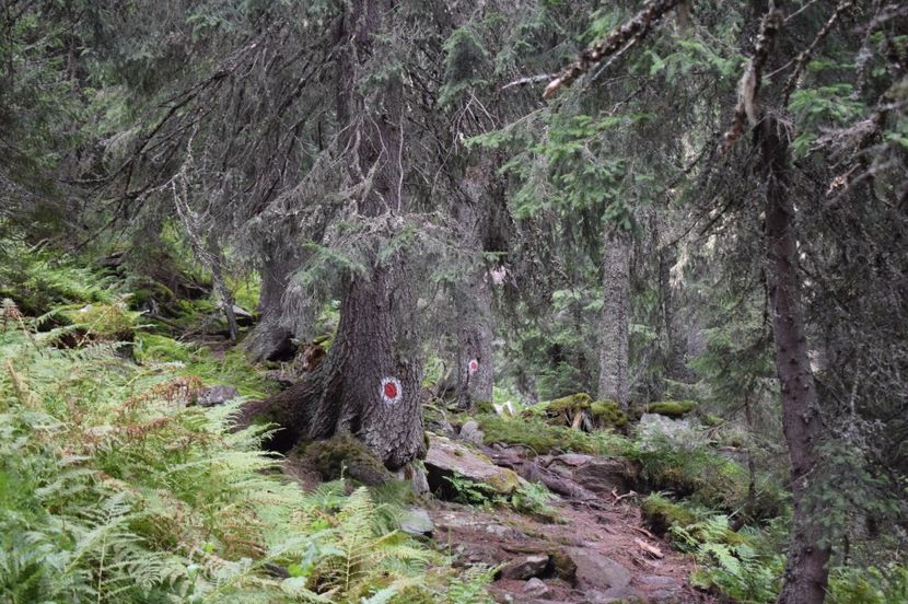  - 2017 -Obarsia Lotrului - a doua zi - traseul cu Refugiul Agatat