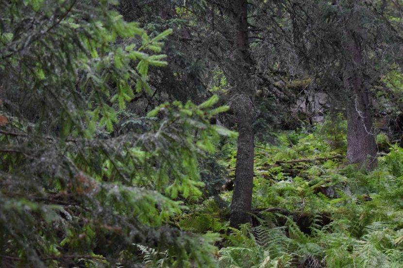  - 2017 -Obarsia Lotrului - a doua zi - traseul cu Refugiul Agatat