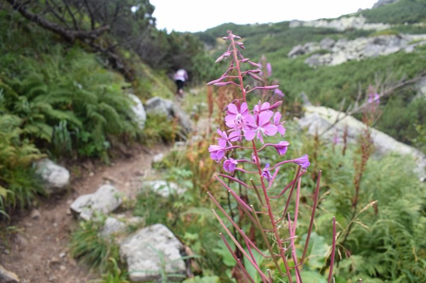  - 2017 -Obarsia Lotrului - a doua zi - traseul cu Refugiul Agatat