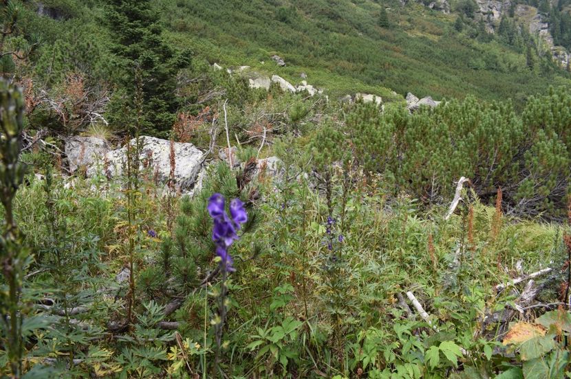  - 2017 -Obarsia Lotrului - a doua zi - traseul cu Refugiul Agatat