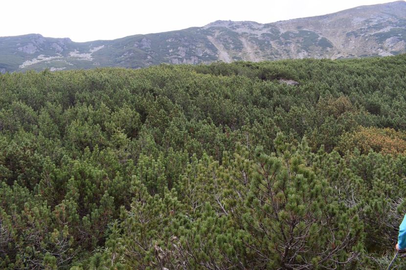  - 2017 -Obarsia Lotrului - a doua zi - traseul cu Refugiul Agatat